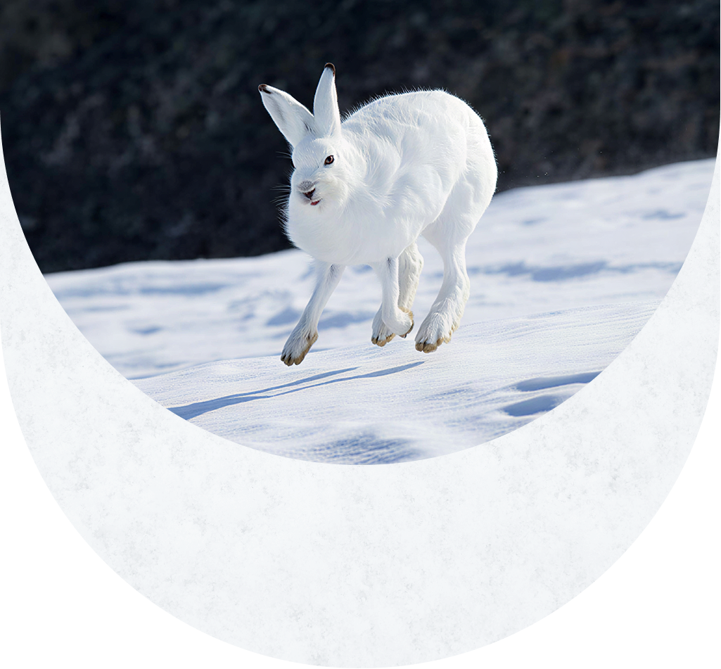 Snow texture overlay